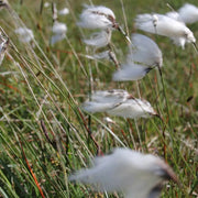 Eriophorum angustifolium | Common cottongrass | Marginal Plant